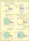 عالم ستات