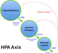 hypothalamic pituitary adrenal axis wikipedia