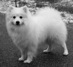 Black American Eskimo Dog Japanese Spitz Japanese Spitz American Eskimo Dog Spitz Dogs