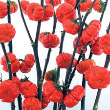 These are ornamental eggplants that look a lot like miniature pumpkins. Pumpkin On A Stick Eggplant Seeds