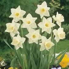 Narcissus Mount Hood Daffodil Bulbs Daffodil Bulbs Narcissus Daffodils