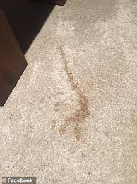 How to get nail polish out of carpet like a pro. Miracle 1 25 Aldi Spray Banishes A Stubborn Coffee Stain From Cream Carpet In Just Two Minutes Daily Mail Online