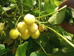 Image result for Jatropha