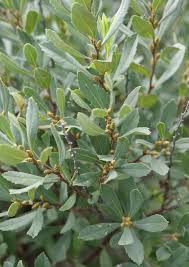 Image result for Myrica chimanimaniana