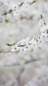 We did not find results for: 20 Anime Cherry Blossom Wallpaper Iphone Tachi Wallpaper