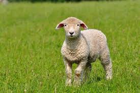 Dolly was cloned from an egg taken from a scottish blackface sheep, and a cell taken from the mammary gland of a sheep. 10 Surprising Facts About Sheep Bc Spca