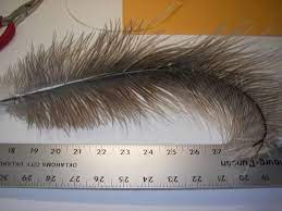 Pin On Feathers On Hats And Feather Hats