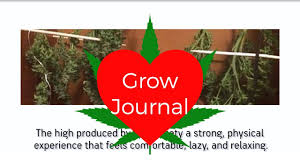 Check spelling or type a new query. Grow Journal Ilgm Northern Lights Auto Early Stage Grow Journal Youtube