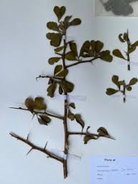 Image result for Balanites pedicellaris