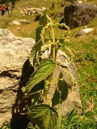 Image result for Urtica massaica