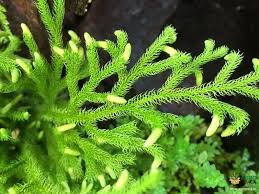 Image result for Lycopodium clavatum
