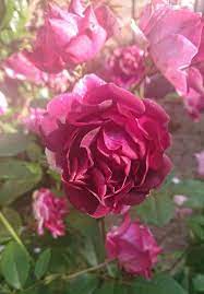 We did not find results for: Why Is My Rose Bush Drooping How To Save It Gardener Report