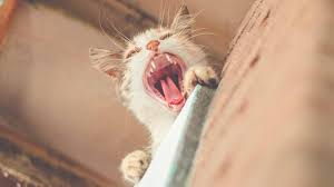 Heulen — heulen , verb. Warum Heulen Katzen Wie Man Katzenjammern Richtig Interpretiert Veteri