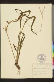 Image result for Paspalum conjugatum