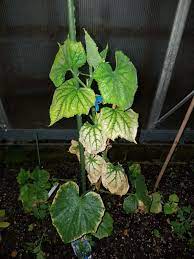 Check spelling or type a new query. Yellowing Cucumber Leaves The Grapevine