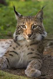 Wild Earth Wild Cats Animals Wild Animals Beautiful