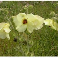 Image result for Satyrium sphaeranthum