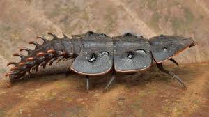 Trilobitebeetle Part Two Though Females Never Leave The Larva Stage They Are Larger Than Males Haiku Insekten Tiere Spinnen Insekten