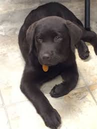 Bruno About 16 Weeks Welpen Hunde