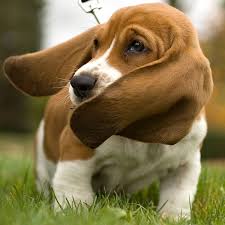 Ckc registered basset hound puppy. 1 Basset Hound Puppies For Sale In Florida Uptown