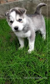 So if you are really interested about this fantastic dog breed with some amazing qualities, just spend some time seeing the beautiful pictures of siberian husky puppies and also get some knowledge about them. When Will My Husky Puppy S Ears Stand Up Husky Advisor