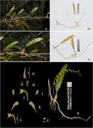Image result for Bulbophyllum sp. nov