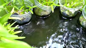 Budidaya Lele Dan Kangkung Dalam Ember Hari Ke 18 Cara Beri Makan Lele Youtube