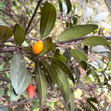 Image result for Diospyros batocana