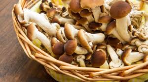 Check spelling or type a new query. Funghi Cinesi Venduti Come Chiodini Sequestrati 1700 Chili La Repubblica