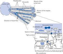 It should be large, clear and with specific labels. Hepatocytes An Overview Sciencedirect Topics