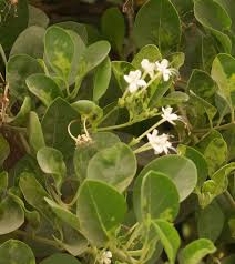 Image result for Volkameria