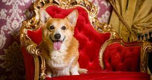 Queen Hunde Fotos Namen Rassen