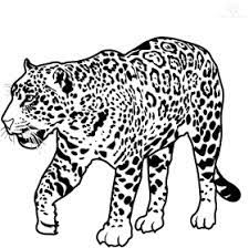Download dog paw print template and use any clip art,coloring,png graphics in your website, document or presentation. Download Jaguar Walking Transparent Image Jaguar Clipart Black And White Png Free Png Images Toppng