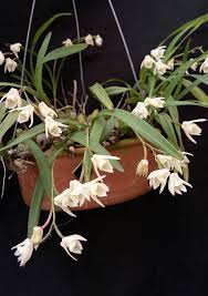 Image result for Polystachya hastata