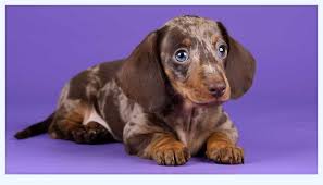 Easter miniature dachshund puppies 🐣. Extreme Dachshund Puppies Dog Breed