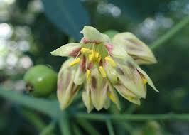 Image result for Manihot carthagenensis