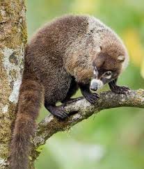 White Nosed Coati Mundi Nasua Narica Central America Raccoon Family Animals Raccoon