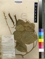 Image result for Neorautanenia