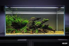 3ft Low Tech Moss Buce Seite 3 3ft Buce Moss Seite Tech Aquarium Fische Aquarienfische Aquarien