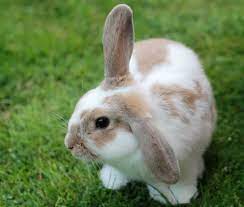 What does bunny mean in spanish / killer rabbits in medieval manuscripts why so many drawings in the margins depict bunnies going bad open culture : Metiche Translation And Meaning In English Tell Me In Spanish