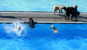 Most french bulldogs will sink without a floatation device, and even if yours can swim for a short while, without a life jacket, they will soon begin to always be vigilant! Does Your Dog Need Swim Lessons The New York Times