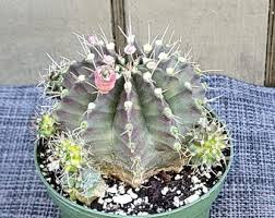 Image result for Euphorbia didiereoides