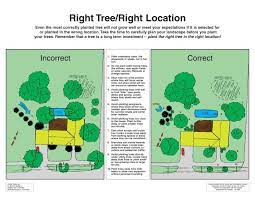 Great Tree Planting And Care Information Trees To Plant Tree Plan Garden Landscape Design