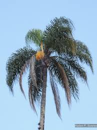 Image result for Syagrus romanzoffiana