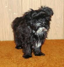 Black And White Yorkie Poo This Is What I Am Looking Forward Too Black Yorkie Poo Full Grown Black Yorkie Poo Full Grown Imag Yorkie Poo Black Yorkie Poo Yorkie Poo Full Grown