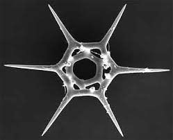 Silicoflagellates Are Another Type Of Unicellular Algae They Are Star Shaped Have An Internal Skeleton Of Silica An Microscopic Organisms Diatom Microscopic