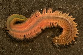 Image result for Polychaeta spp.