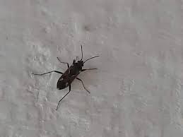 Es ist die mischung aus genuss und wohlbefinden. Habe Seit Ungefahr 30 Tagen Kleine Langliche Braune Kafer Km Haus Weiss Wer Wie Ich Diese Kafer Bekampfen Kann Und Wie Sie Heissen Schadlinge Kafer Im Haus