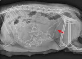 The normal values for blood pressure, pulse rate, and respiratory rate change as the newborn/infant/child grows and ages. Canine Dystocia Clinician S Brief