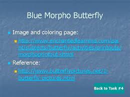 279x223 blue morpho butterfly coloring page. Butterfly Exploration A Web Quest For 2 Nd